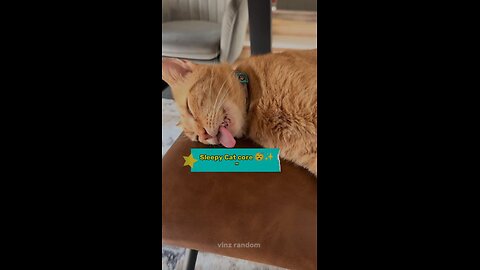 Sleepy Cat Core 😴 | Cutest Nap Ever”