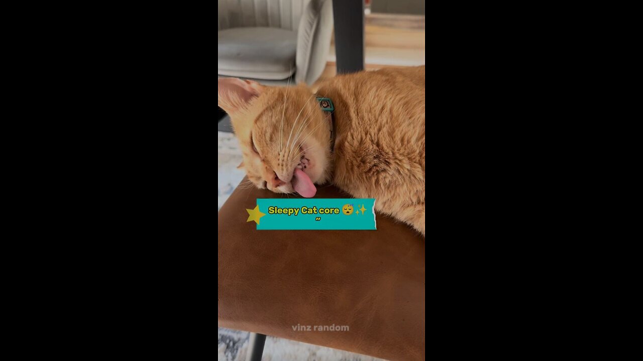 Sleepy Cat Core 😴 | Cutest Nap Ever”