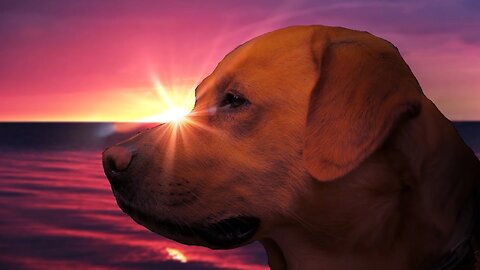 let the dogs run free