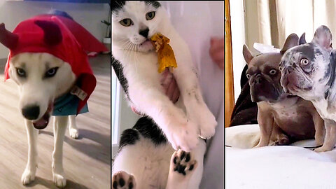 These Pets Are Too Funny to Handle 😂