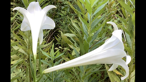 Amazing flowers in Japan