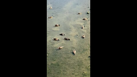 Mallard Ducks 🦆 #mallardducks #ducks #shorts #followme #viral #trending