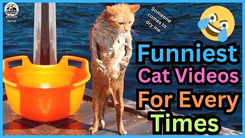 Funny Cats Videos Ever 😹 Funny & Cute 😻