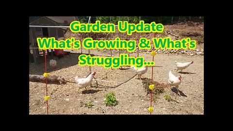 Early Summer Garden Update | Keeping the Chickens Out of the Garden !