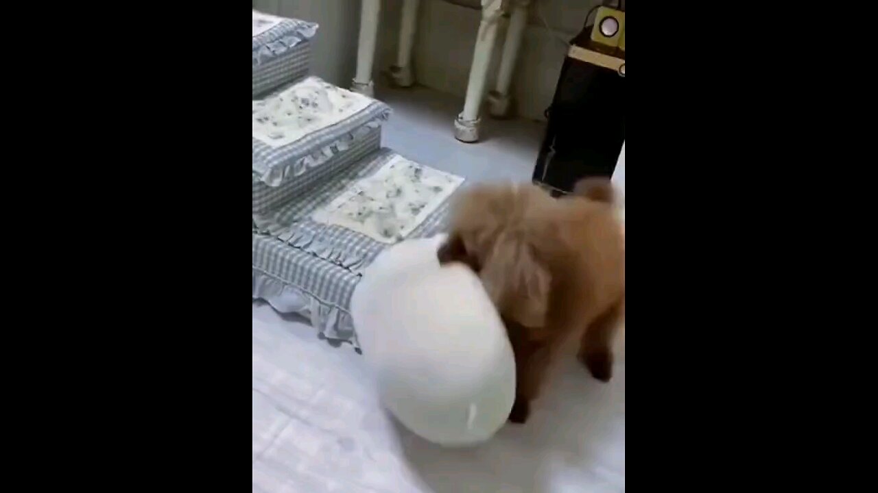 लवली विडिओ