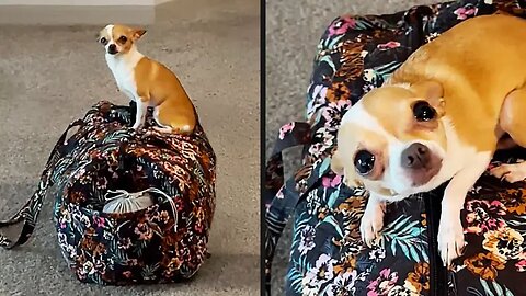 Your Daily Dose of Pets - She Knew She Was Leaving