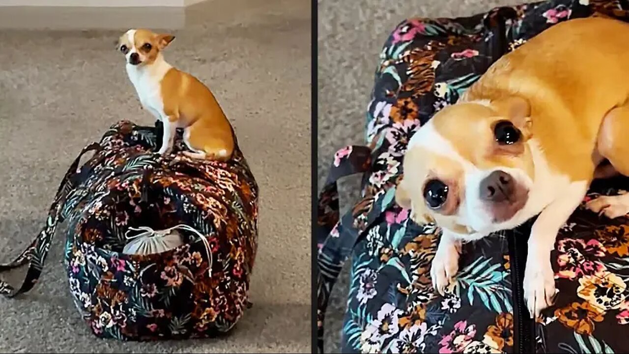 Your Daily Dose of Pets - She Knew She Was Leaving