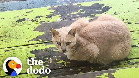 Woman Turns Backyard Into A Luxury Retreat For Stray Cats | The Dodo