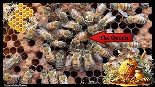🐝 Viva Frei: INCREDIBLE! The EXACT Moment a Queen Bee Lays an Egg, Surrounded by Her "Retenue" of Bees!