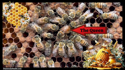 🐝 Viva Frei: INCREDIBLE! The EXACT Moment a Queen Bee Lays an Egg, Surrounded by Her "Retenue" of Bees!