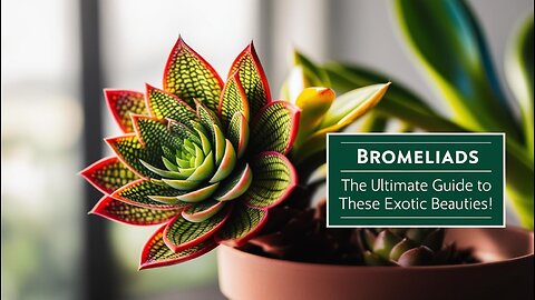 Bromeliads: The Ultimate Guide to These Exotic Beauties!