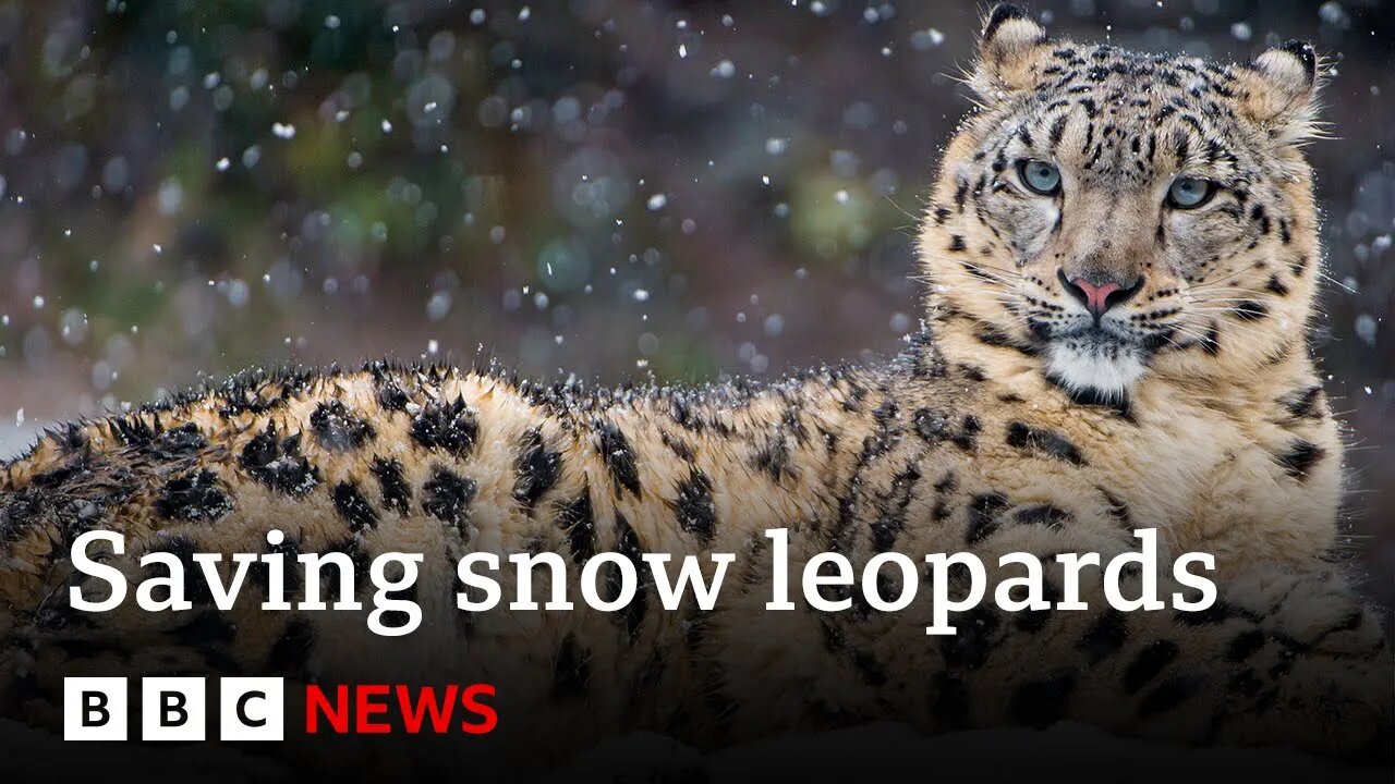 Could AI help save snow leopards from extinction? | BBC News