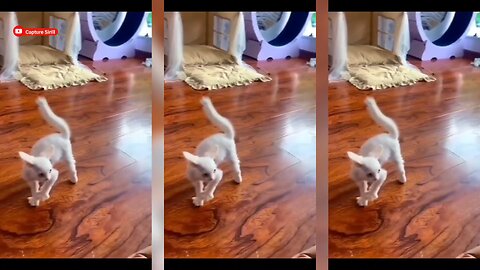 When Cats Become Michael Jackson 😂🎶 | Moonwalk Meow Style