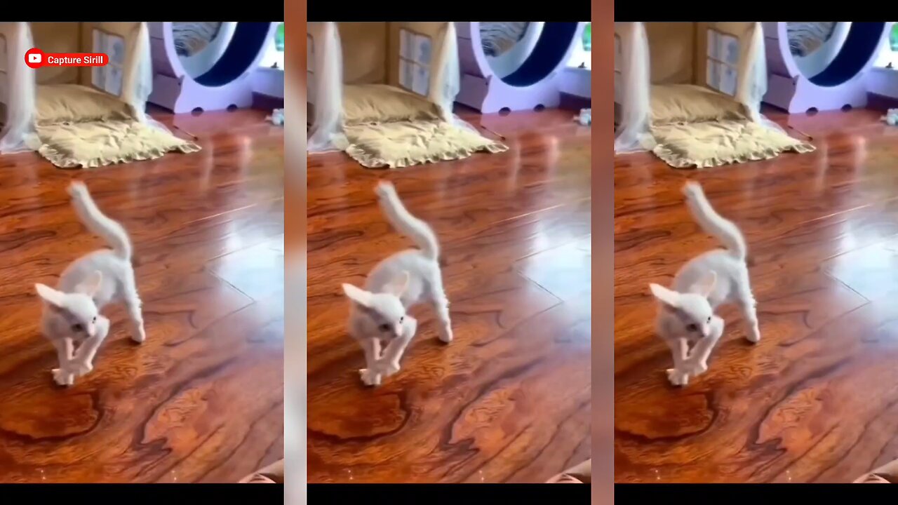 When Cats Become Michael Jackson 😂🎶 | Moonwalk Meow Style