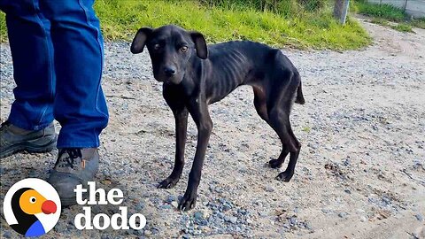 Skinny Dog Who Was Eating Trash To Survive Is SO Cute Now | The Dodo