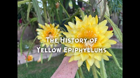 History of Yellow Epiphyllums