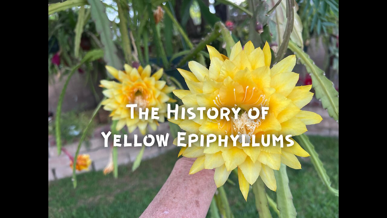 History of Yellow Epiphyllums