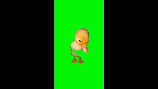 Pop Out at 1 in the Morning Duck | Green Screen