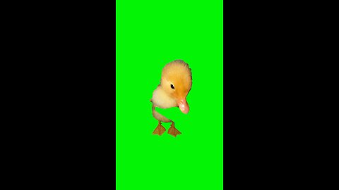 Pop Out at 1 in the Morning Duck | Green Screen