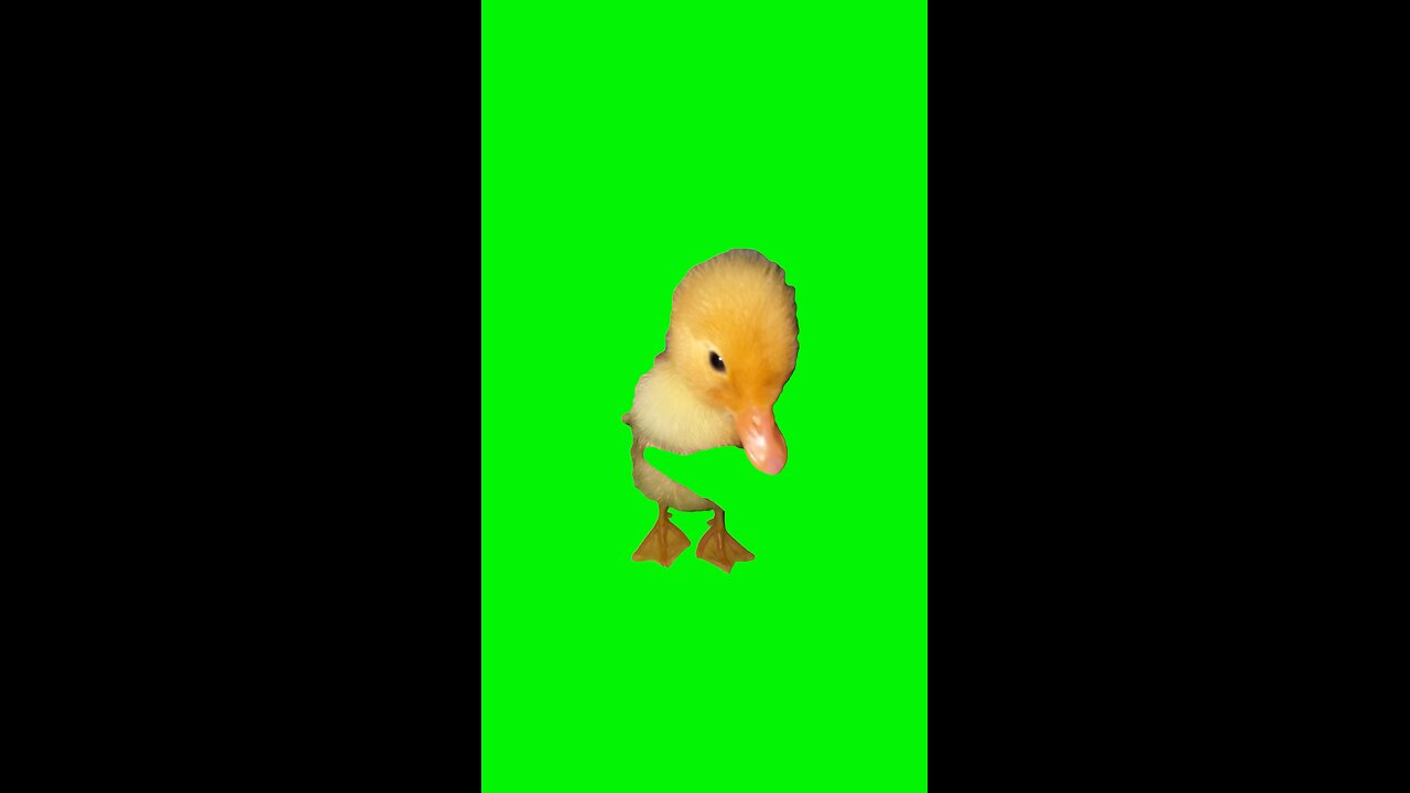 Pop Out at 1 in the Morning Duck | Green Screen