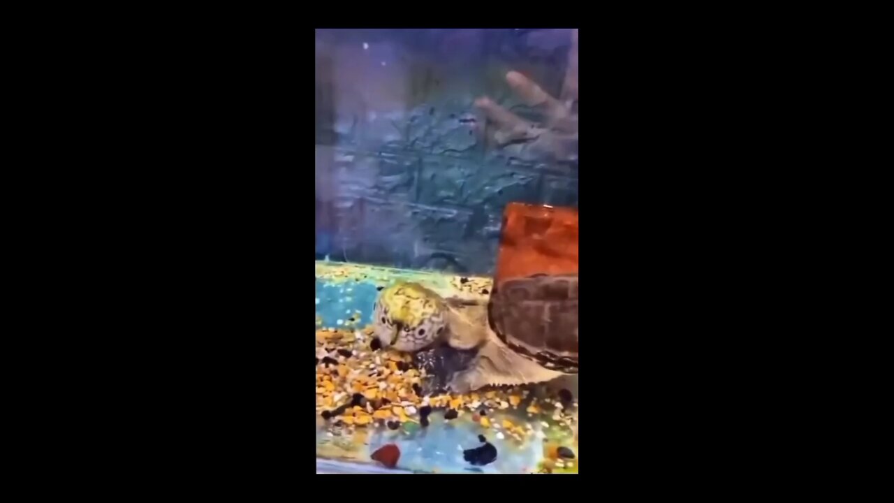 #Puffer fish VS Snapping Turtle#