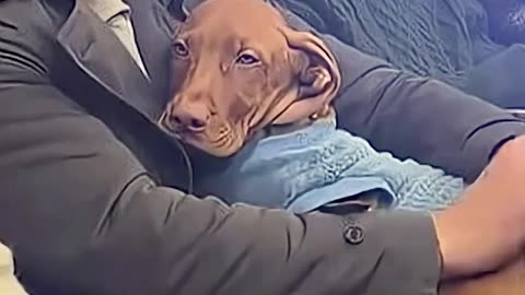 ❣❤ No puedes subir al perrito al metro..