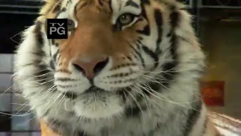 Fight.Science Fight Like an Animal Tiger Style Kung Fu
