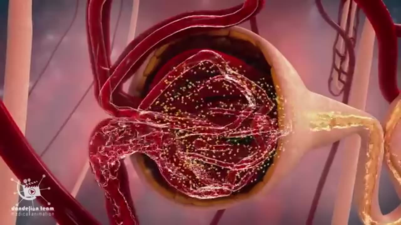 How female pass urine