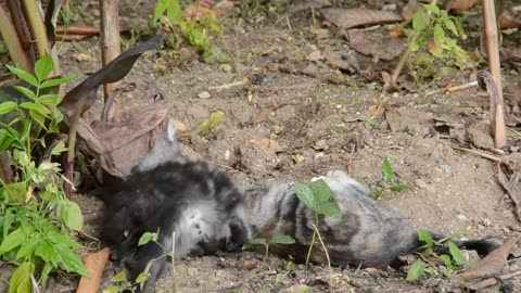 Kittens play fighting