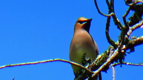 Cedar Waxwing