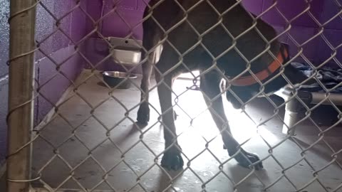 Shimmer 2y Pet Id 947374 kennel 13 HSSAZ shelter lovely time with a new face 2 me Shimmer20250808442