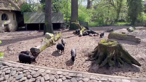 Relaxing Farm Animals Video