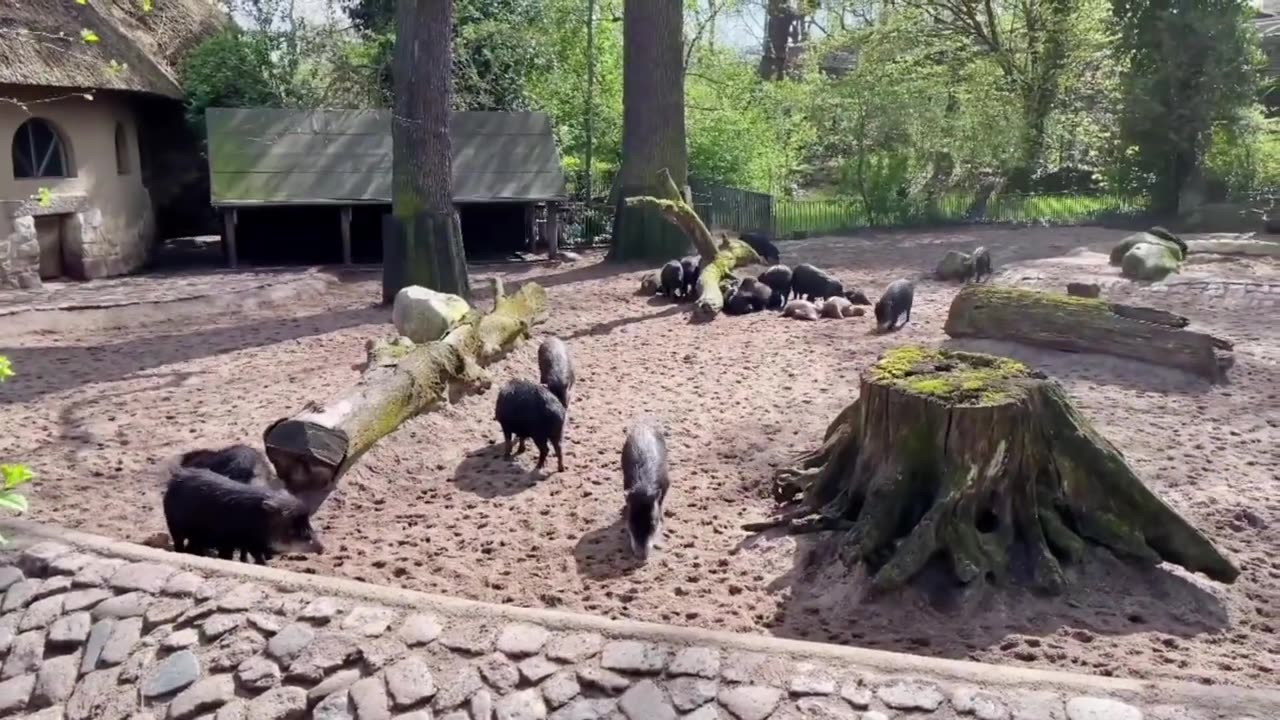 Relaxing Farm Animals Video