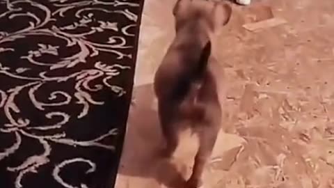 Try not to laugh when you watch 😂😂😂