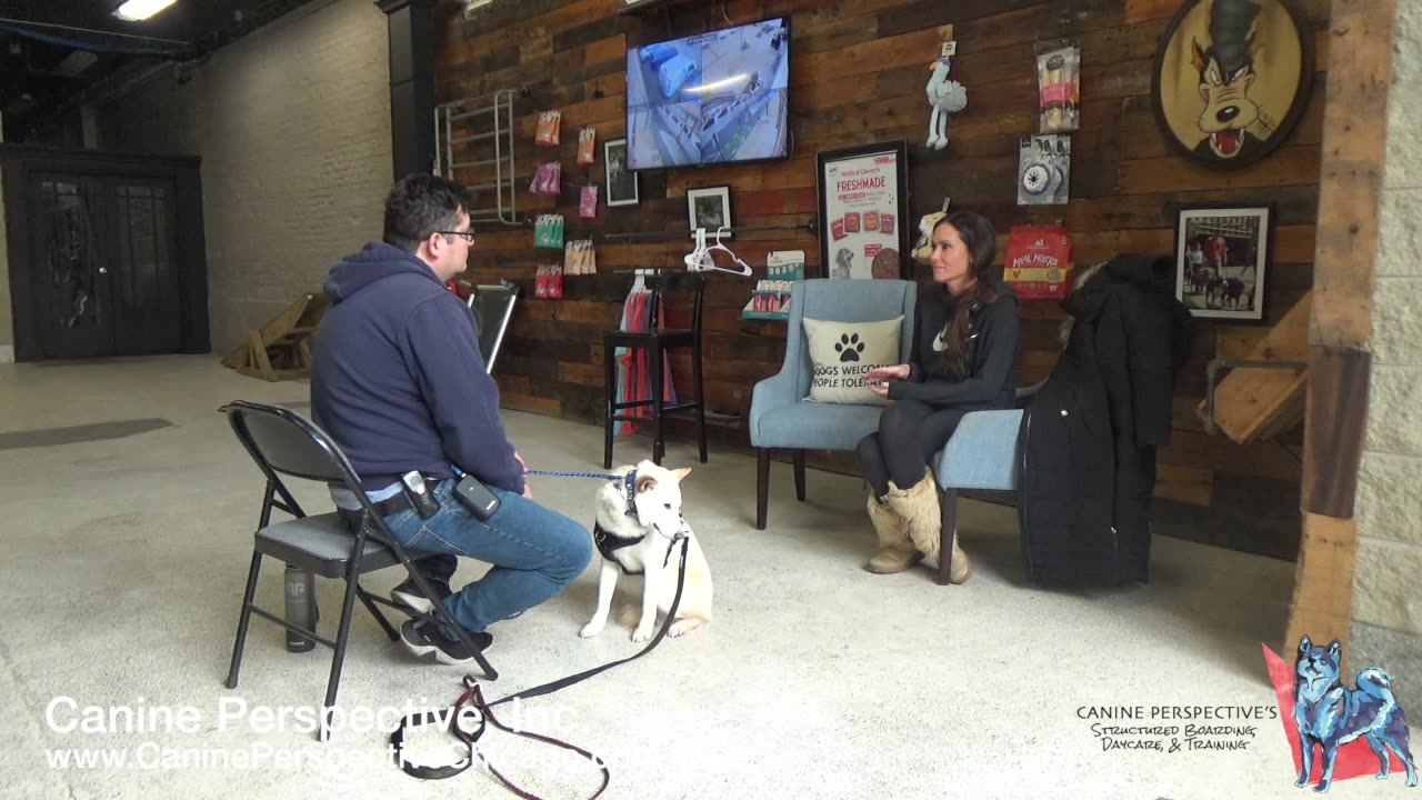 Consultation: Sunny | Puppy Mill Shiba, Jesse Works Through Panic Response, First Time Dog Owner