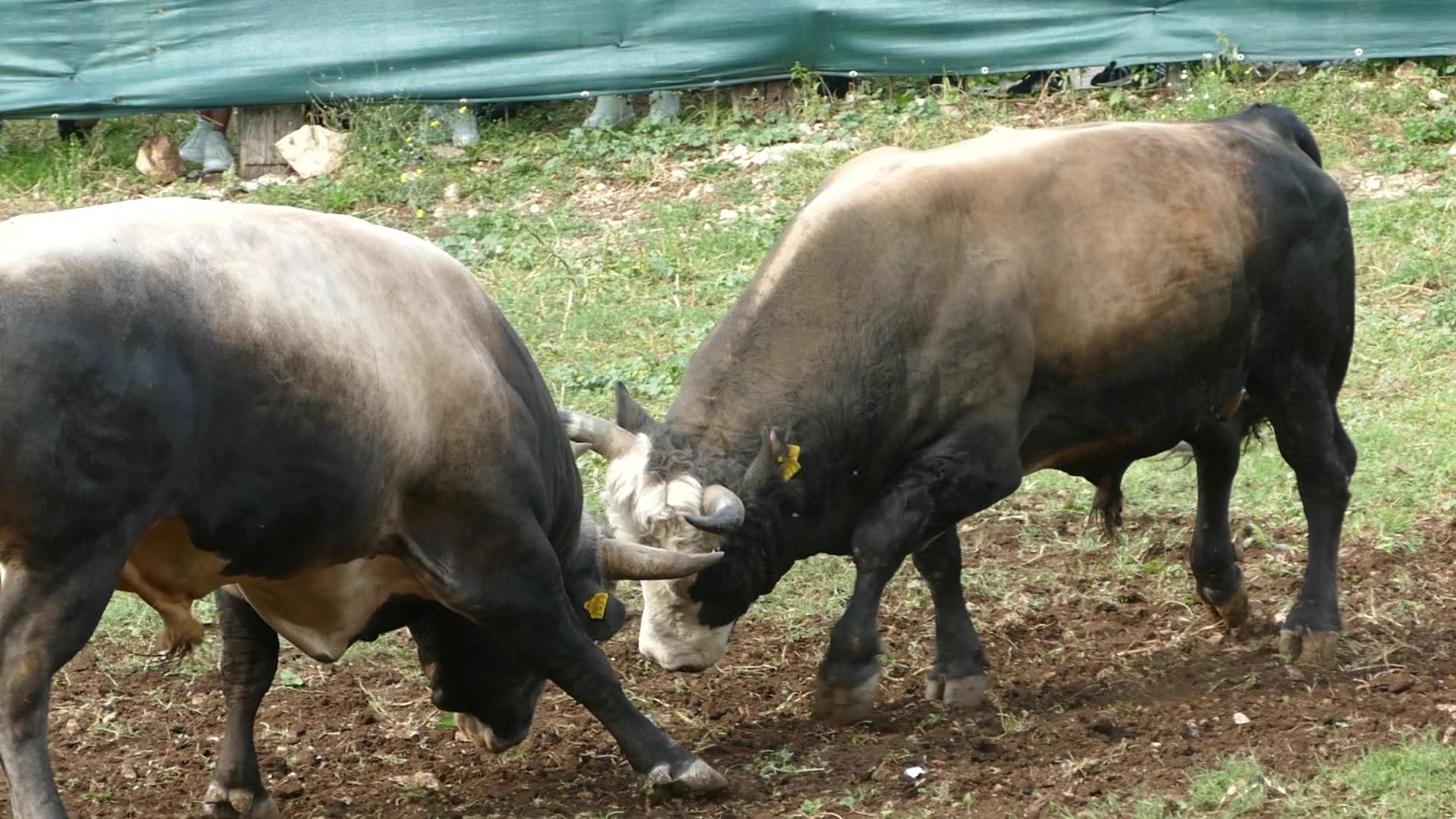 Brizan od Šakića vs Brnješa od Jurića Šestanovac 2025