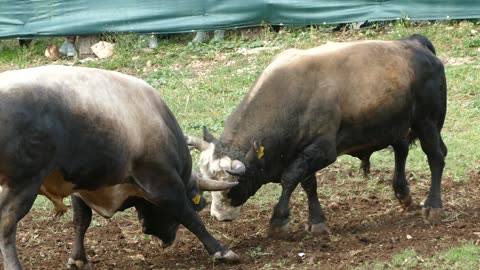 Brizan od Šakića vs Brnješa od Jurića Šestanovac 2025