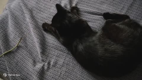 Curious Kitten Capers