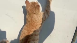 Shadow games