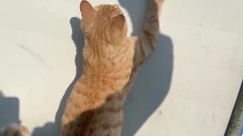 Shadow games