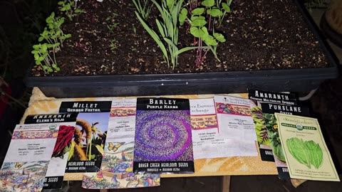 Ancient Grains & Cover Crops for the Fall Garden