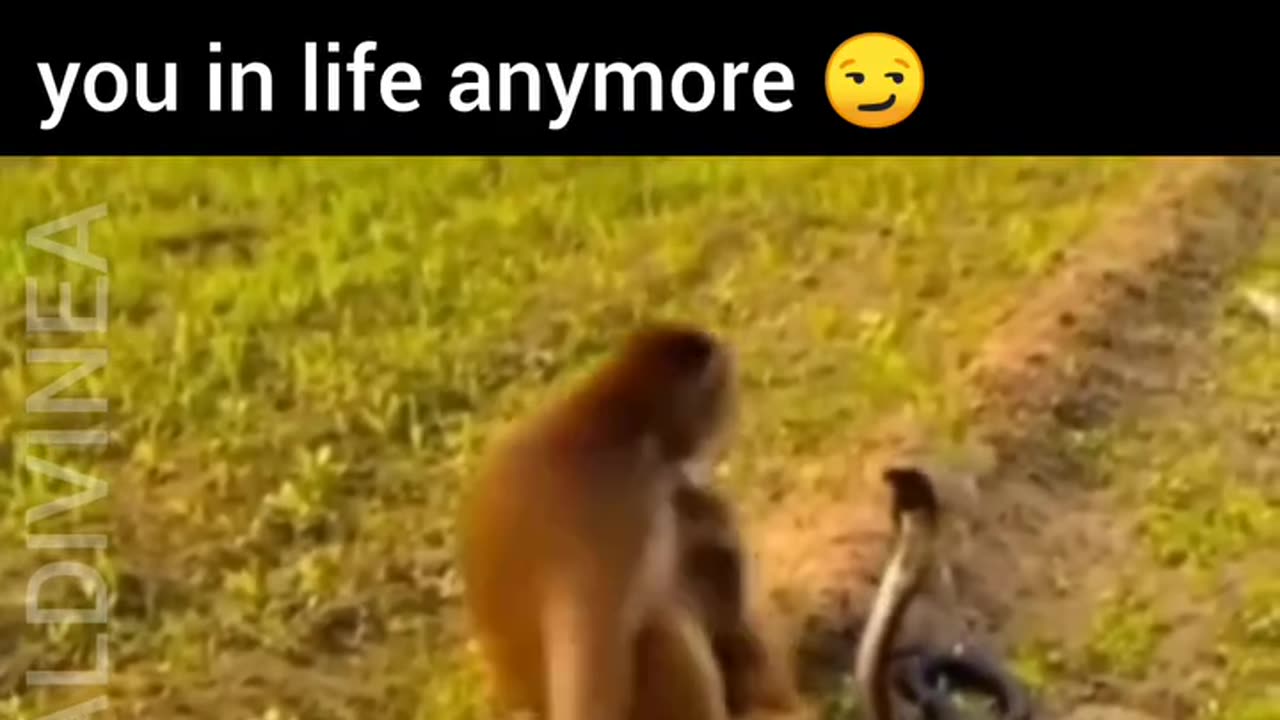 monkey doesn't care lol