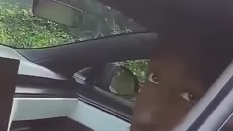 Tech YouTuber Marques Brownlee is PULLED OVER for traffic violations
