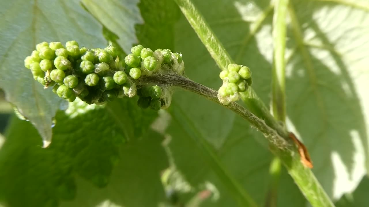 Grapes are coming on strong