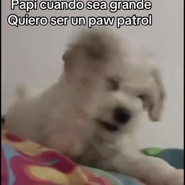 #flypシ #paratiiiiiiiiiiiiiiiiiiiiiiiiiiiiiii Apolo navaja