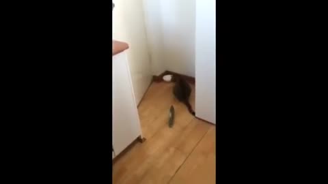 Cats vs. Cucumbers: Hilarious Jump Scares Part 2