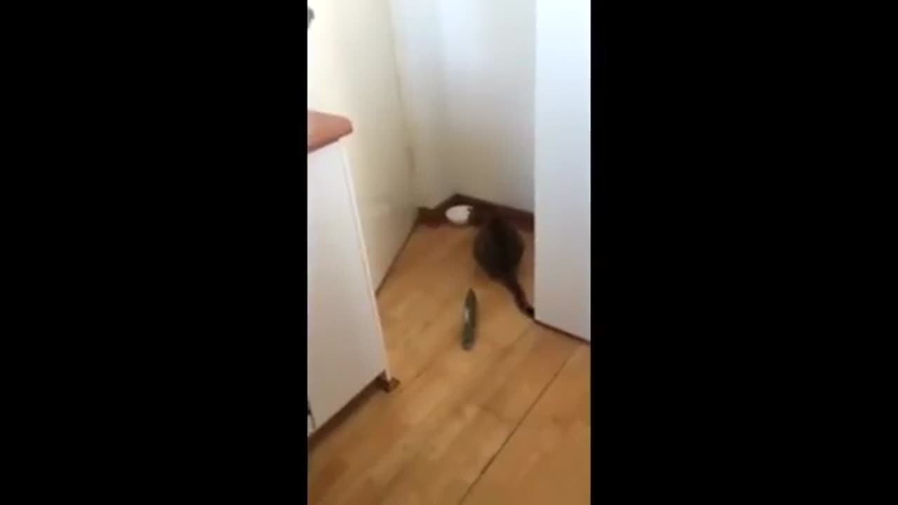 Cats vs. Cucumbers: Hilarious Jump Scares Part 2