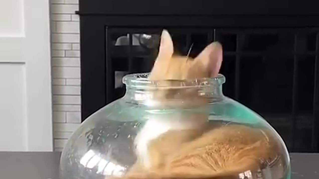 Cat in fishbowl XD