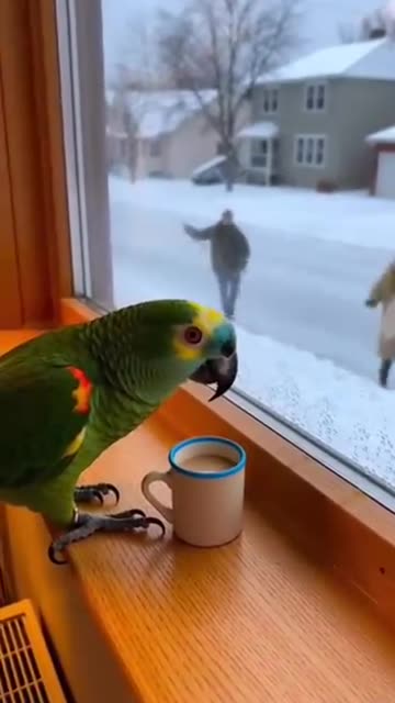 Parrot 🦜 Stay inside Warmth...