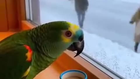 Parrot 🦜 Stay inside Warmth...